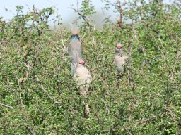 Western_Corridor2009-6